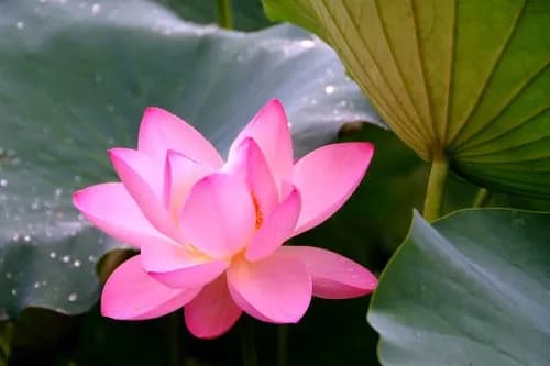 Symbolika kwiatu lotosu w buddyzmie: oświecenie i duchowość